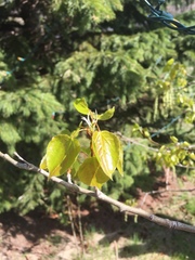 Populus tremuloides
