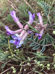 Astragalus shortianus