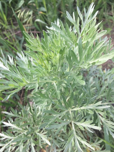 Pelynas nuotrauka