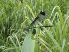 Psolodesmus mandarinus dorothea