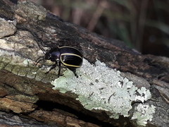 Desmogramma