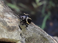 Desmogramma