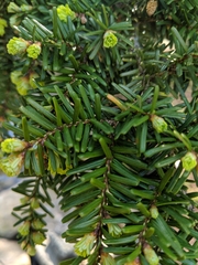 Tsuga diversifolia