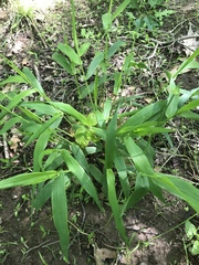 Dichanthelium latifolium