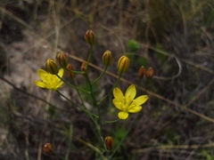 Eriospermum abyssinicum