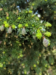 Tsuga diversifolia