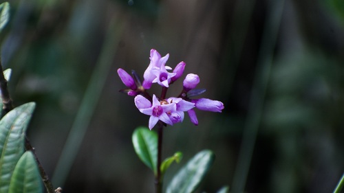 Psychotria toensis
