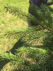 Picea glauca