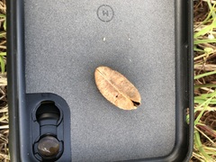 Astragalus shortianus