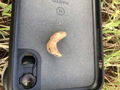 Astragalus shortianus