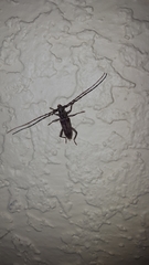 Elaphidion