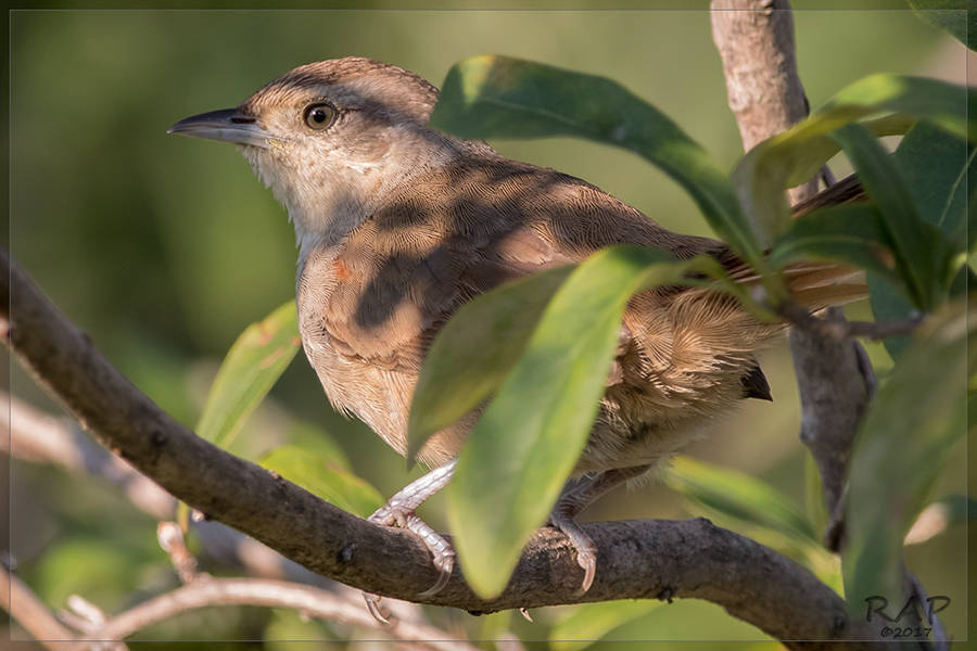 Little Thornbird (Phacellodomus sibilatrix)