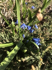 Scilla siberica