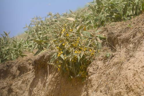 Phlomis bucharica