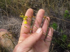 Eriospermum abyssinicum