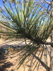 Pinus resinosa
