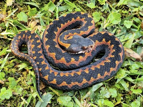 Photo of a Caucasus Viper (Vipera kaznakovi)