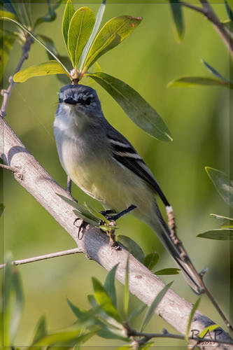Straneck's Tyrannulet