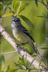 Straneck's Tyrannulet photo 4