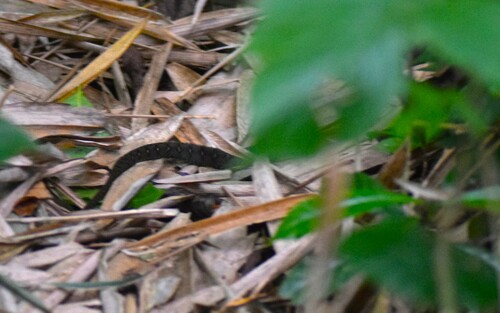 Photo of a Spotted Water Snake (Tropidonophis dendrophiops)