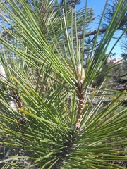 Pinus resinosa