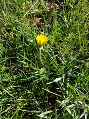 Taraxacum officinale