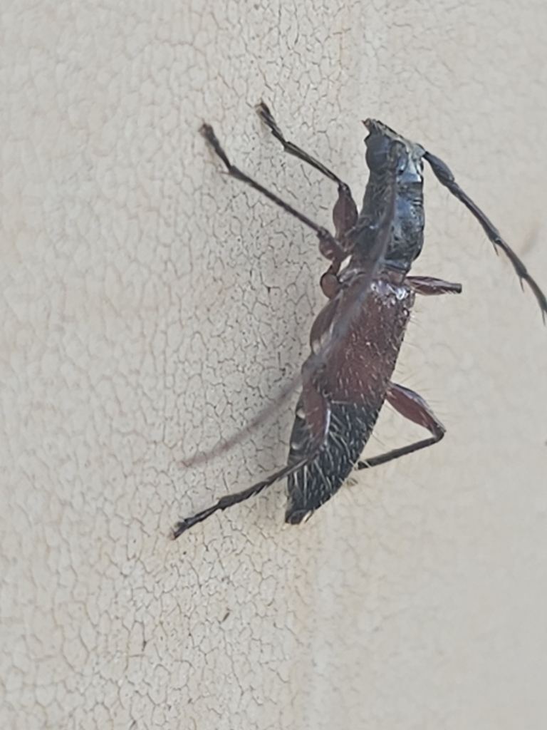 Periboeum pubescens