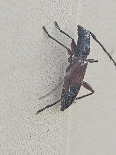 Periboeum pubescens