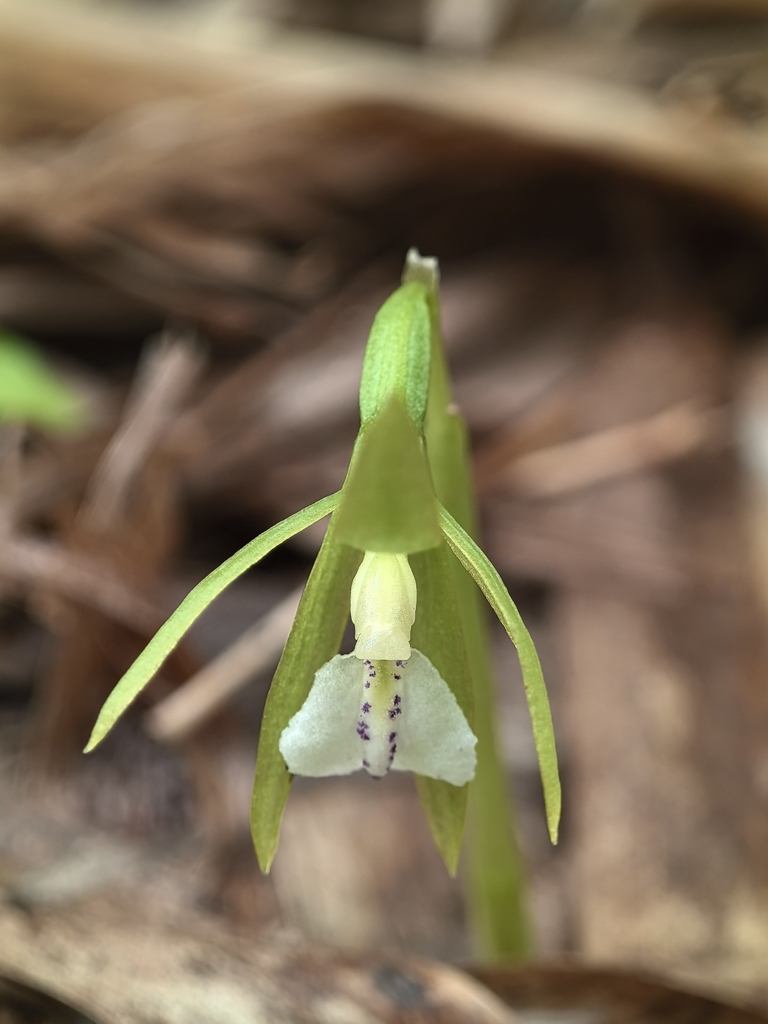 Nervilia viridis