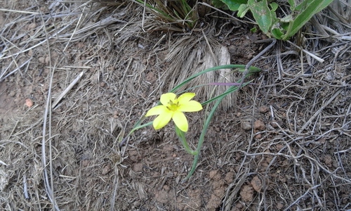 Grass star-flower (Hypoxis filiformis)