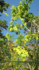 Banisteriopsis nummifera