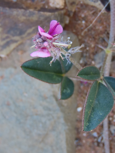 Image of Indigofera auricoma by no rights reserved