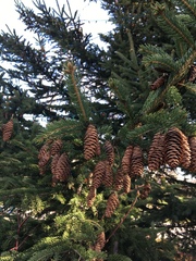 Picea