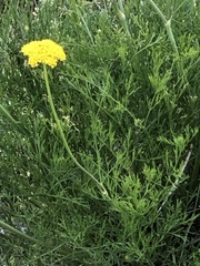 Harbouria trachypleura