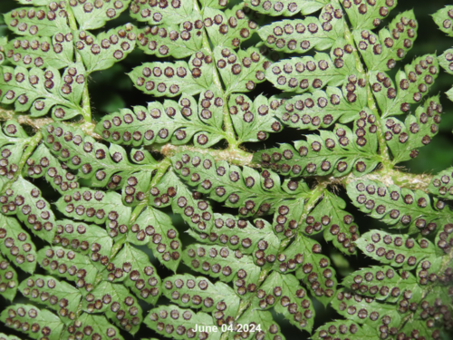 Polystichum ovatopaleaceum iNat (1)