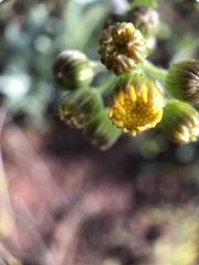 Packera pseudaurea