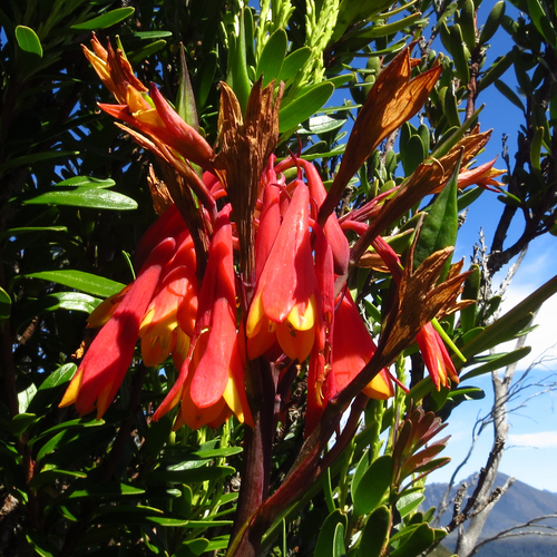 Image of Blandfordia punicea by no rights reserved