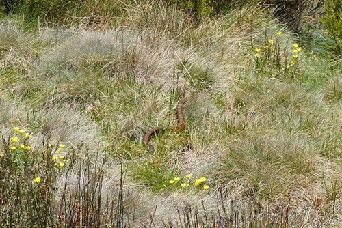 Tiger Snake sighting