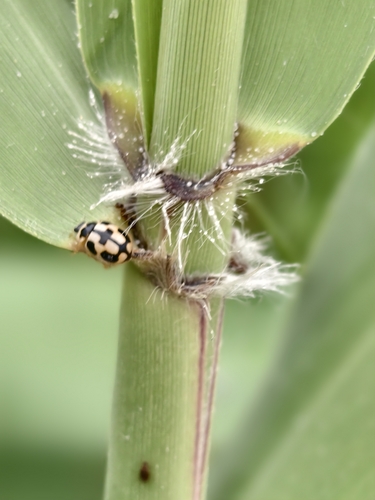 Turtle Vein Lady Beetle
