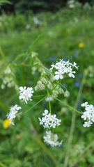 Anthriscus sylvestris
