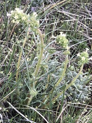 Ipomopsis spicata
