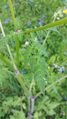 Anthriscus sylvestris