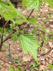 Viburnaceae