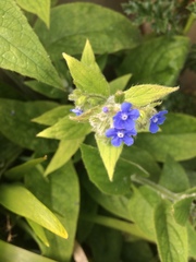 Pentaglottis sempervirens