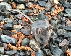 Peromyscus keeni