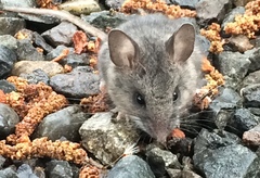 Peromyscus keeni