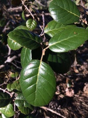 Quercus alnifolia