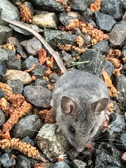 Peromyscus keeni