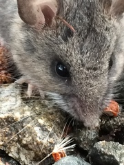 Peromyscus keeni