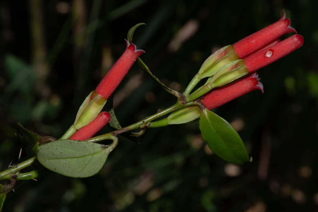 Macleania floribunda